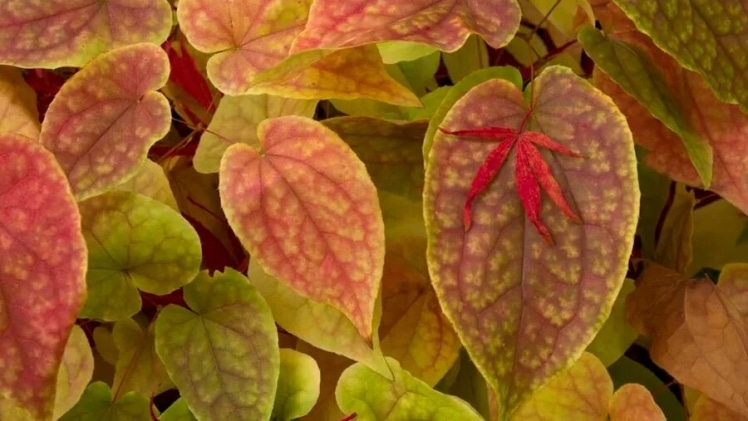 Revitalise Your Love Life: How Horny Goat Weed Can Spice Things Up Revitalise Your Love Life How Horny Goat Weed Can Spice Things Up